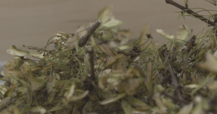 Why Canadian seeds are on their way to the moon with Artemis II – New Brunswick