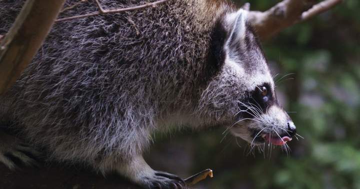 Raccoon rabies outbreak still growing, Quebec public health officials say – Montreal